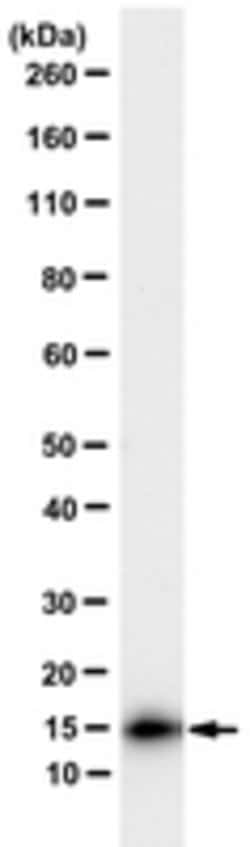 Chitinase-1 (CHIT1) Rabbit anti-Human, Polyclonal, MilliporeSigma 25 &mu;L;Unconjugated:Antibodies,